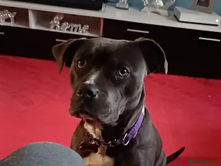 Staffordshire Bull Terrier dogs Staffordshire terrier - Advert 1