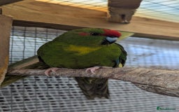 Parakeets birds for sale: 3 Beautiful Kakarikis for sale. 2 males, 1 female. - Image 4