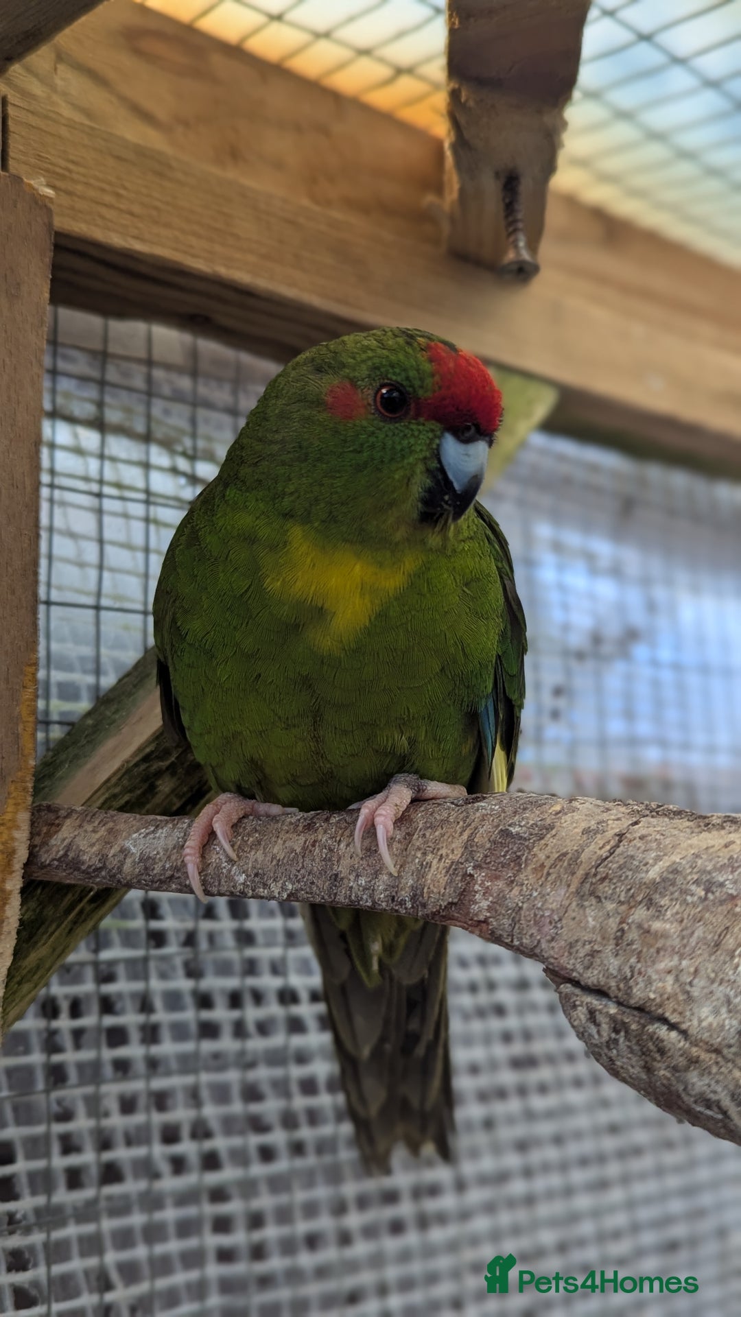 Parakeets birds for sale: 3 Beautiful Kakarikis for sale. 2 males, 1 female. - Image 4
