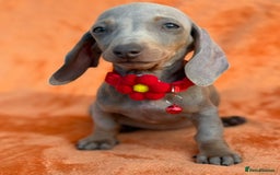 Miniature Dachshund dogs for sale: KC Reg Miniature Dachshund Puppies  - Image 17