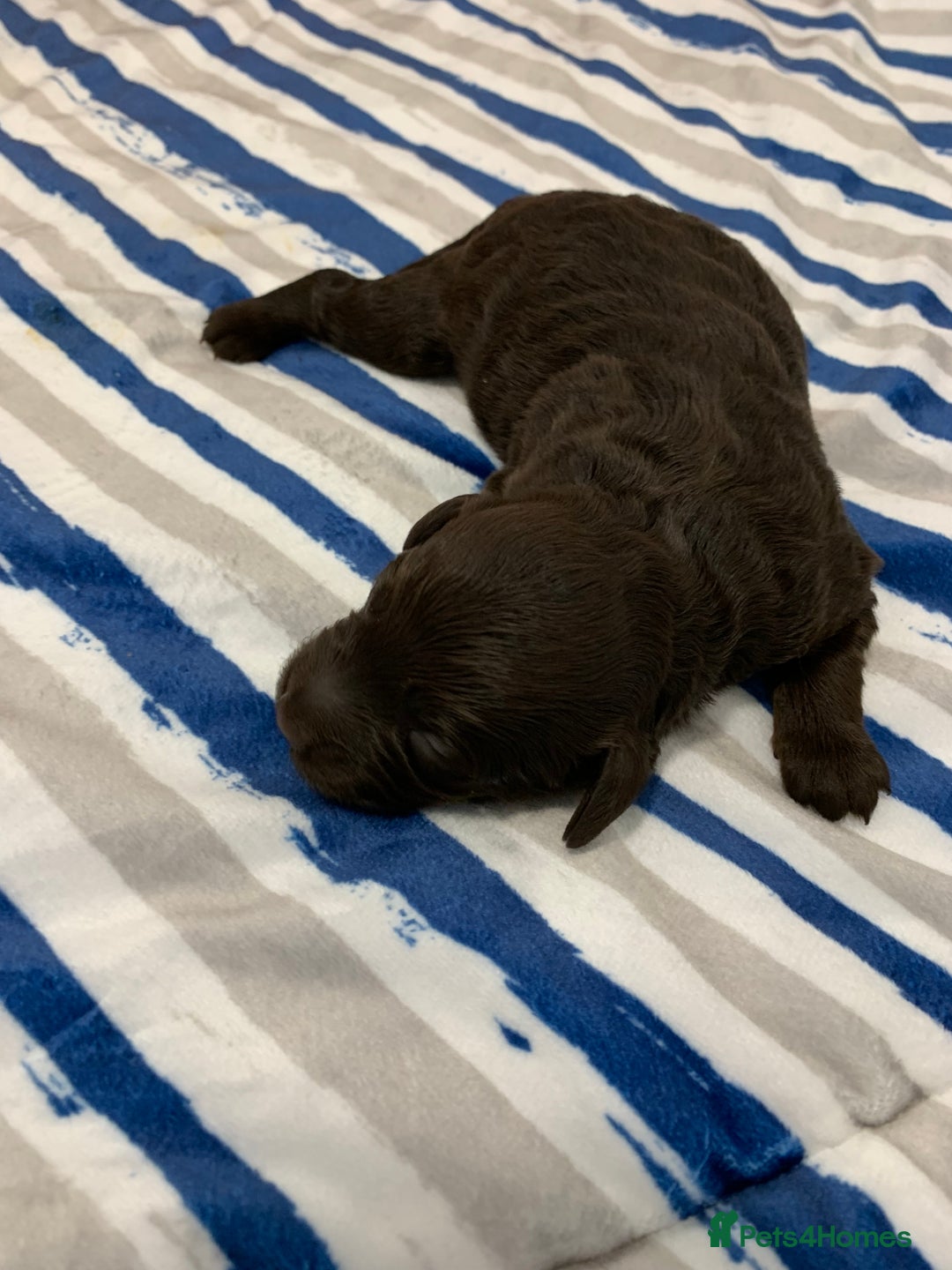 Cockapoo dogs for sale: F1 & F1b puppies. Health tested.  - Image 2
