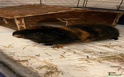 Guinea Pig rodents for sale: Male guinea pig - Image 4
