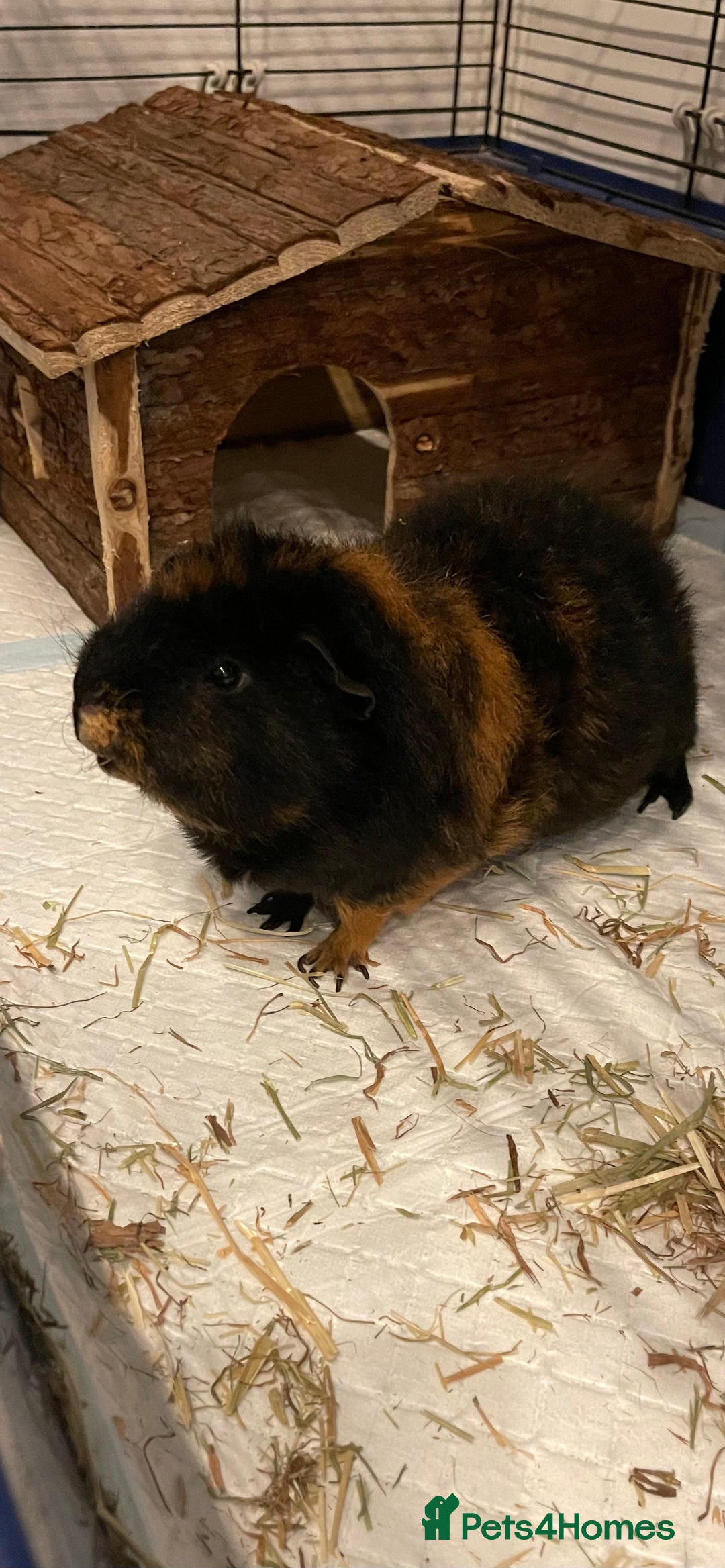 Guinea Pig rodents for sale: Male guinea pig - Image 4