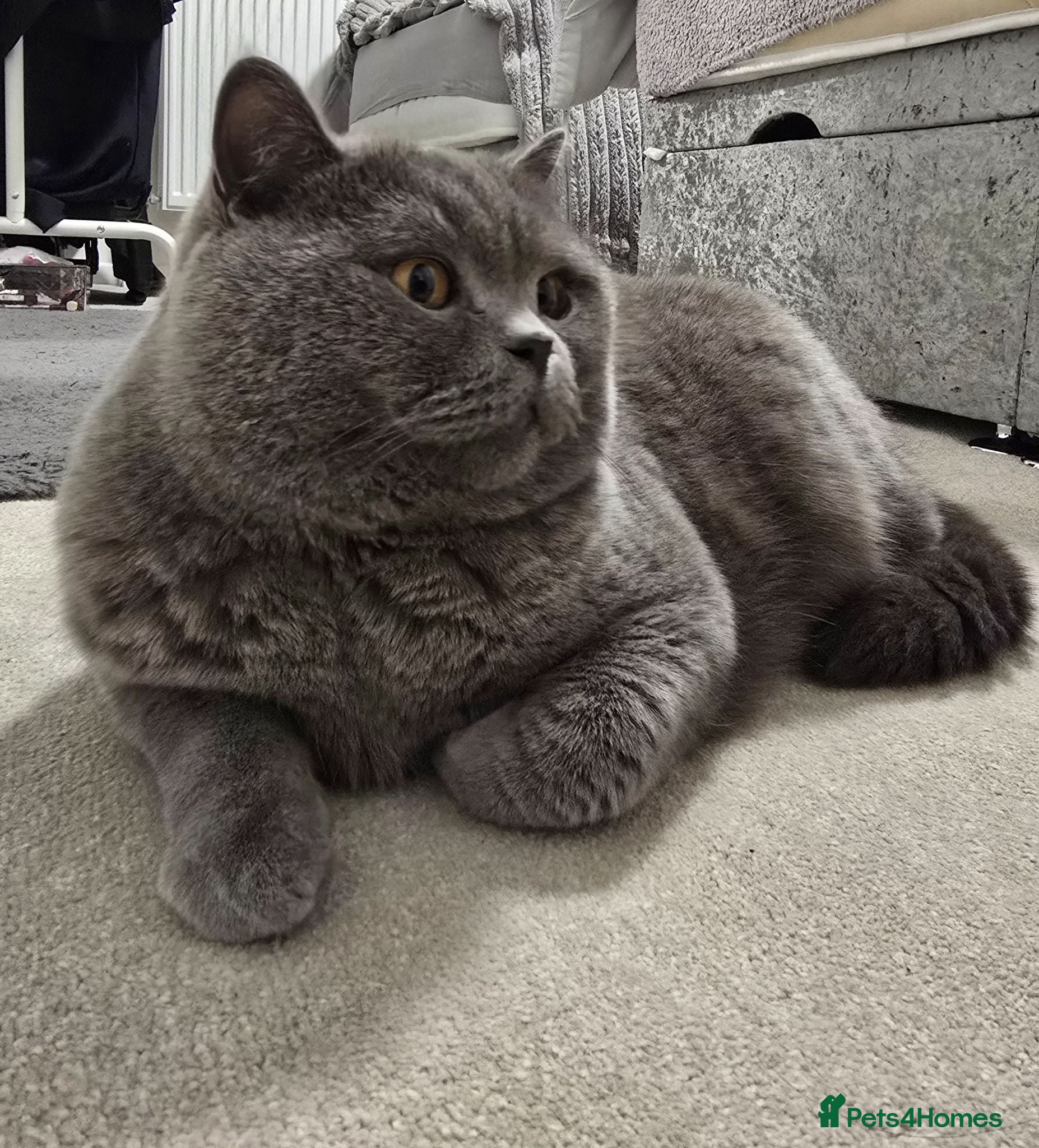 British Shorthair cats Simba (male) chanel (female) - Advert 1
