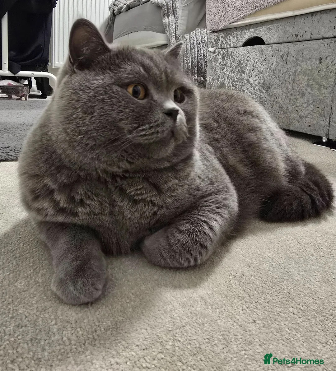 British Shorthair cats for sale: Simba (male) chanel (female) - Advert 1