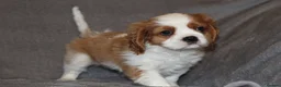 Cavalier King Charles Spaniel dogs for sale: Heart and health tested, KC registered. - Advert 23