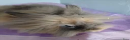 Lionhead rabbits for sale: 2 lion head rabbits female  - Advert 3