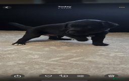 Goldador dogs for sale: Goldador x Labrottie Miniature Puppies for Sale - Advert 30