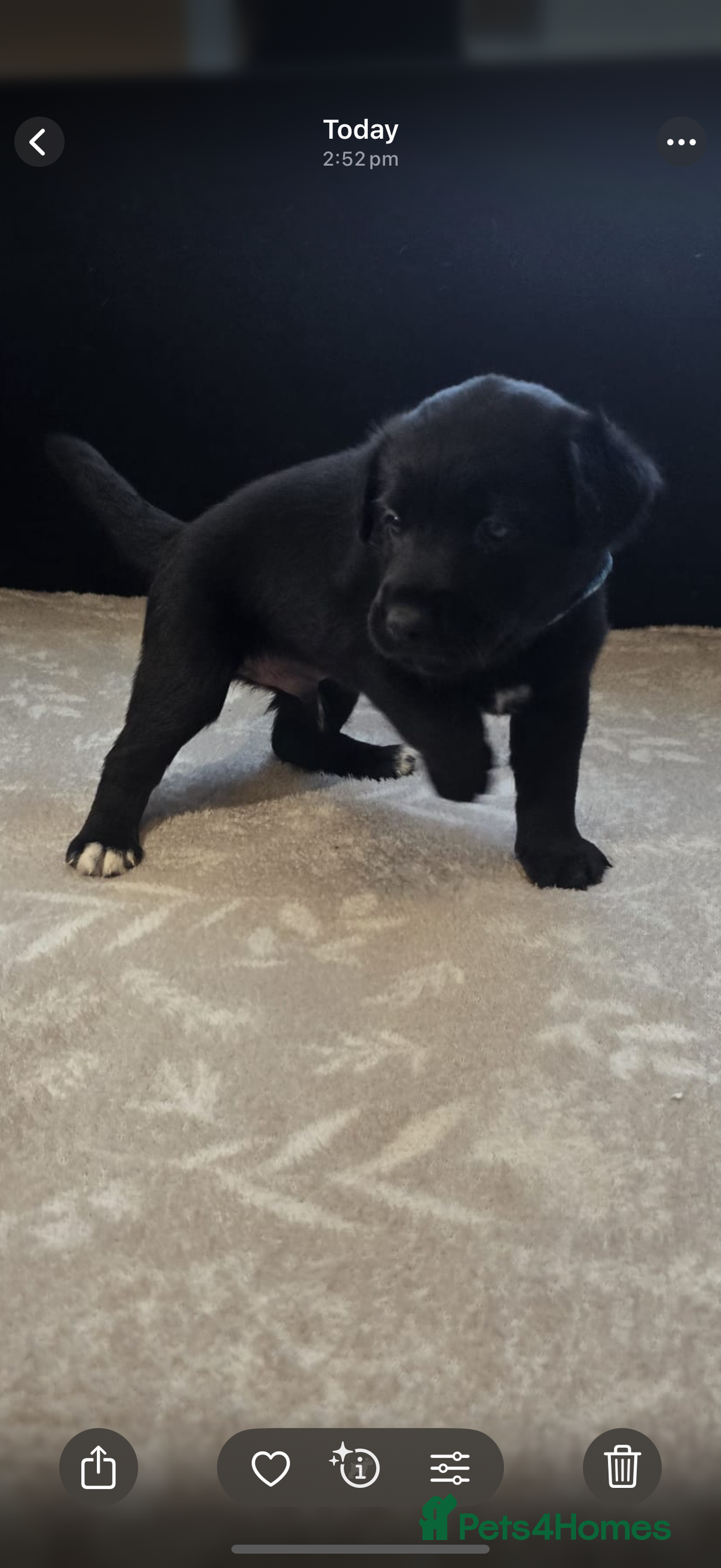Goldador dogs for sale: Goldador x Labrottie Miniature Puppies for Sale - Advert 30