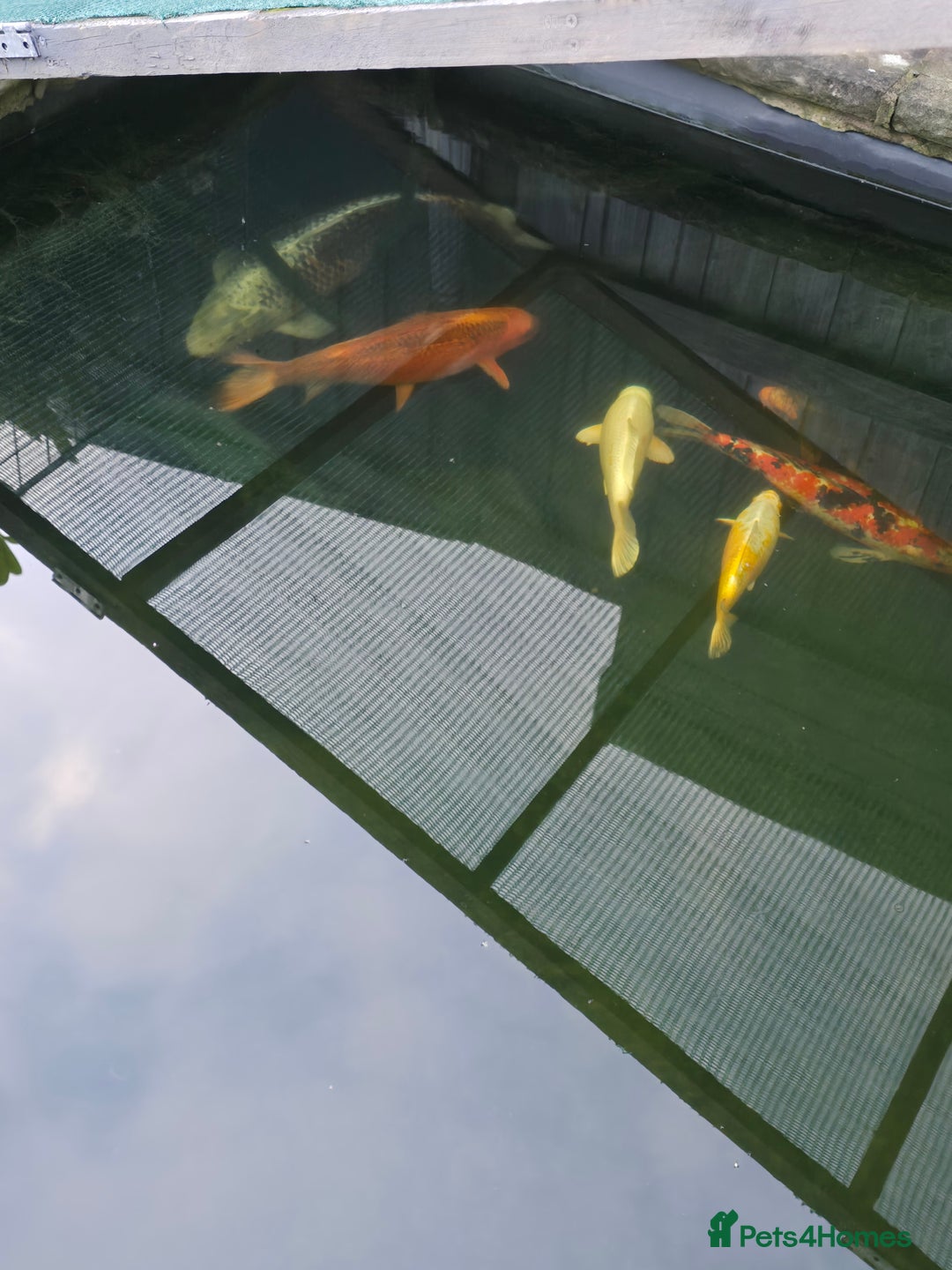 Koi Carp fish for sale: 7 x Koi Carp - Advert 4