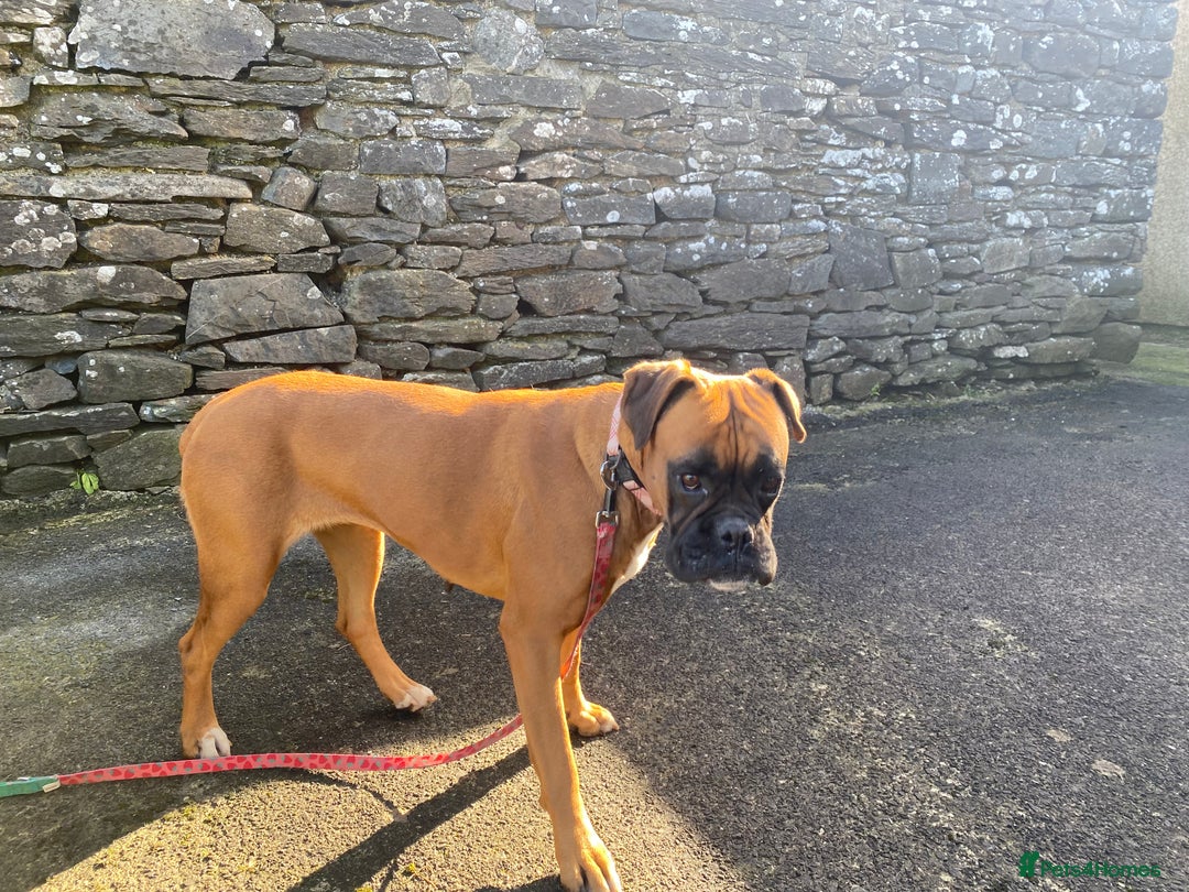 Boxer dogs for sale: 4 year old Boxer girls - Image 6