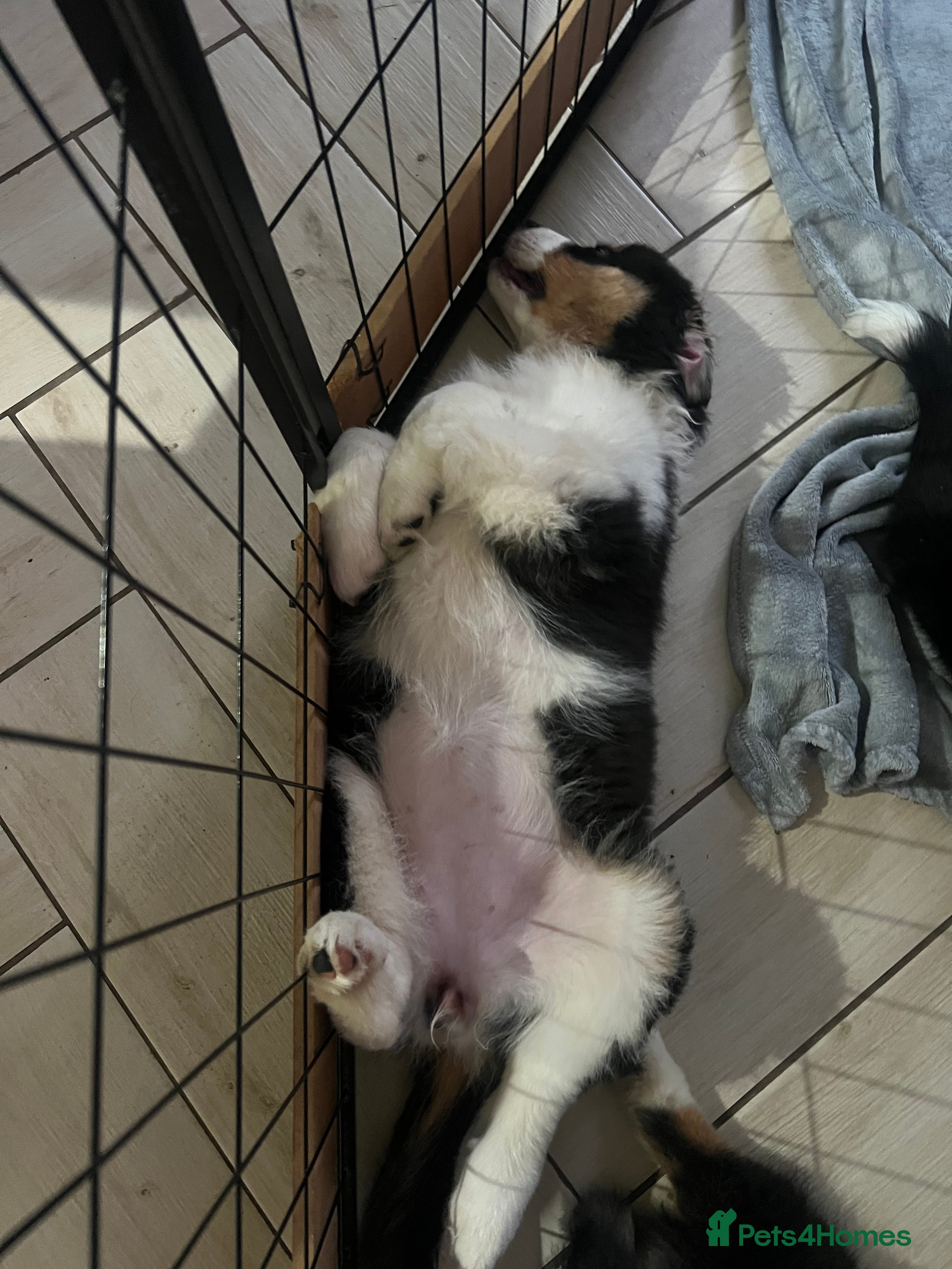 Australian Shepherd dogs for sale: Australian shepherd puppies - Advert 10