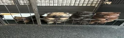 Pomeranian dogs for sale: *Reduced Full Pomeranians 6 puppies* - Advert 5