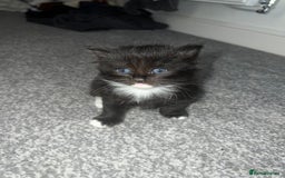 British Shorthair cats for sale: Female kittens - Image 5