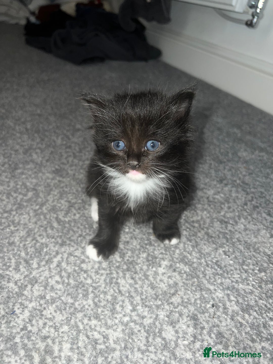 British Shorthair cats for sale: Female kittens - Image 5