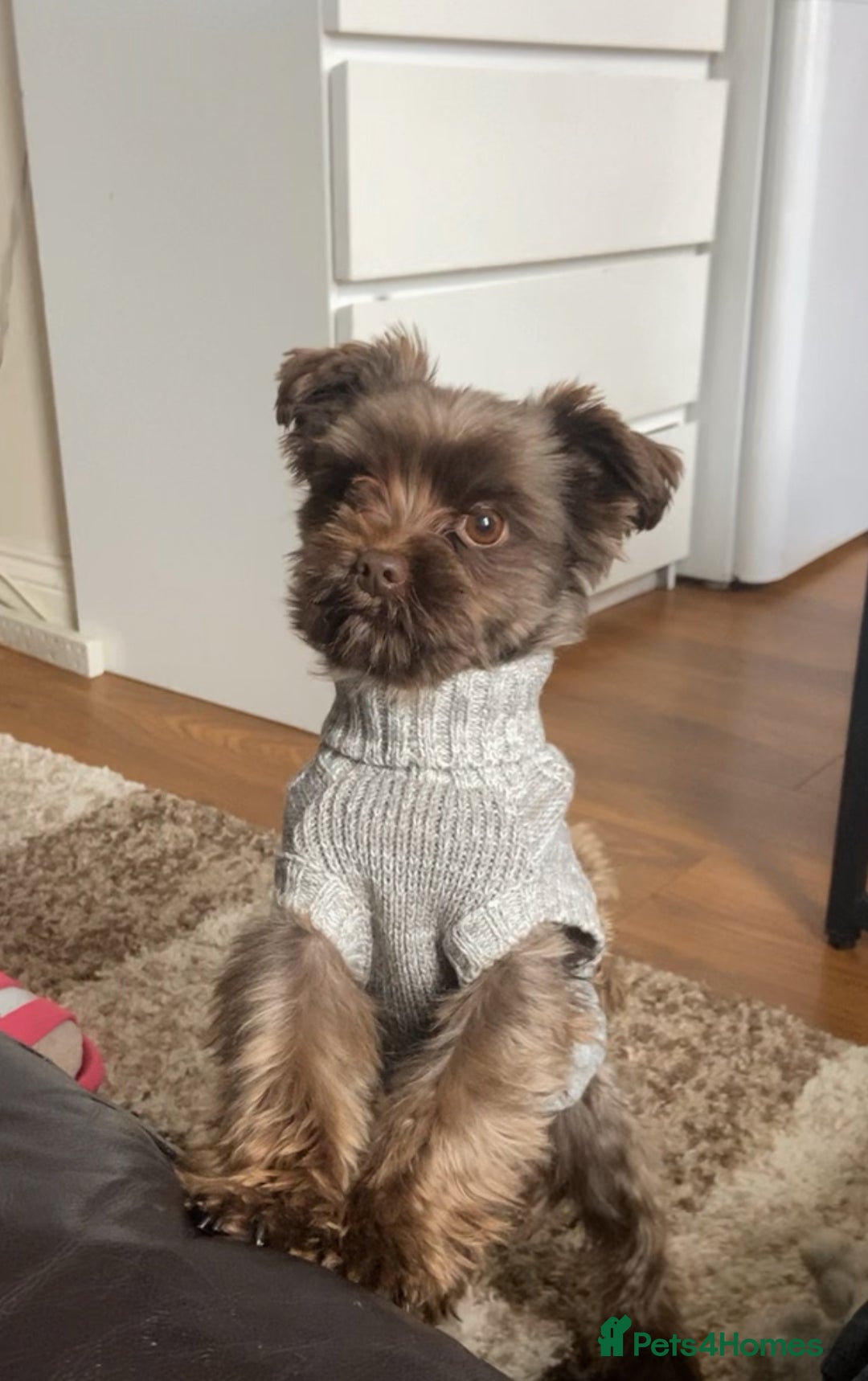 Yorkshire Terrier dogs for sale: Cujo, Pure Bred Yorkshire Terrier (3 Years Old) - Image 1