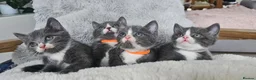 Mixed Breed cats for sale: Grey & white kittens * stunning  - Advert 1