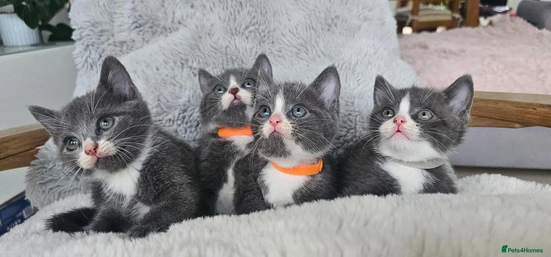 Mixed Breed cats for sale: Grey & white kittens * stunning  - Advert 1
