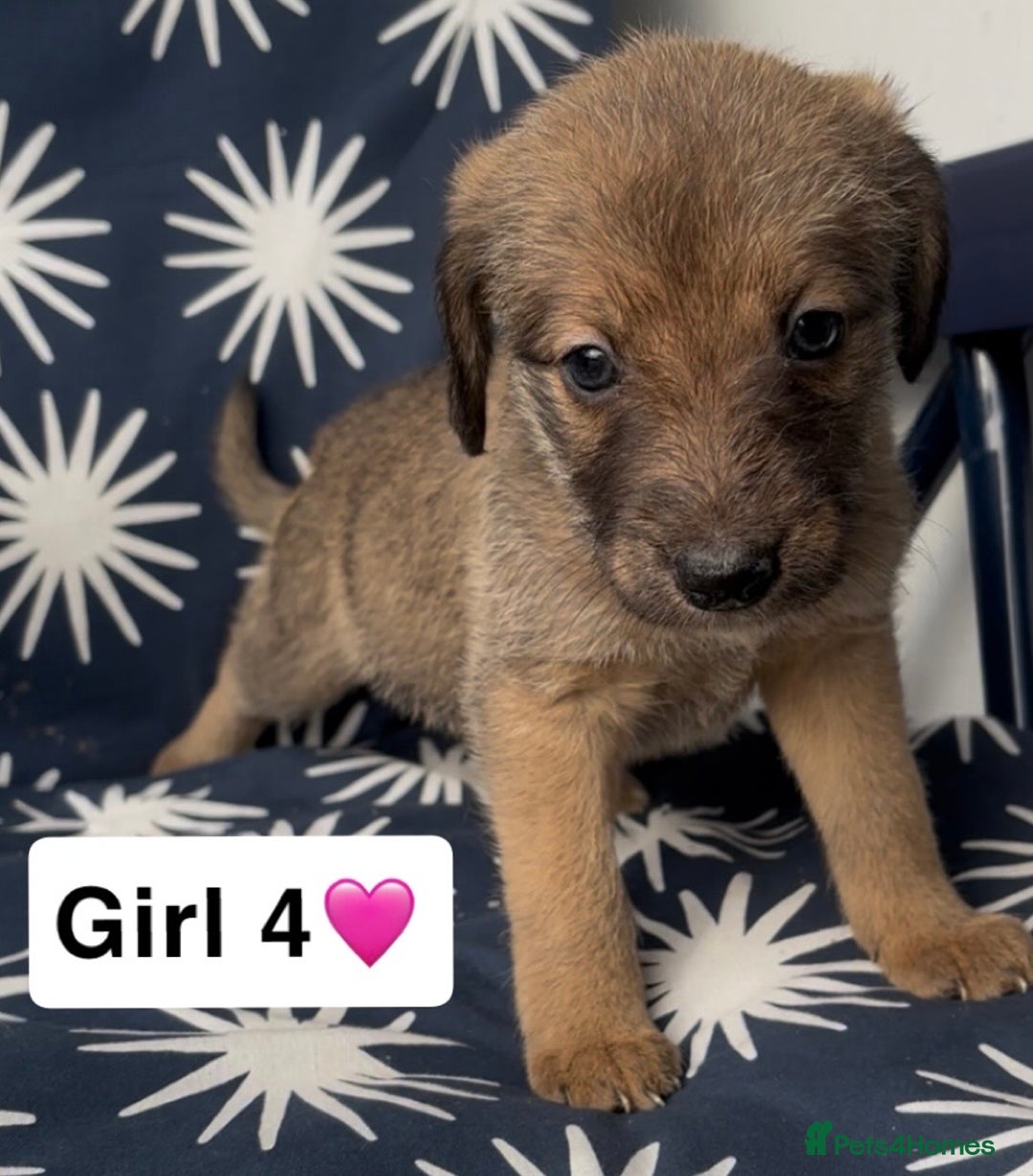 Mixed Breed dogs for sale: Bedlington whippet puppies - Image 25