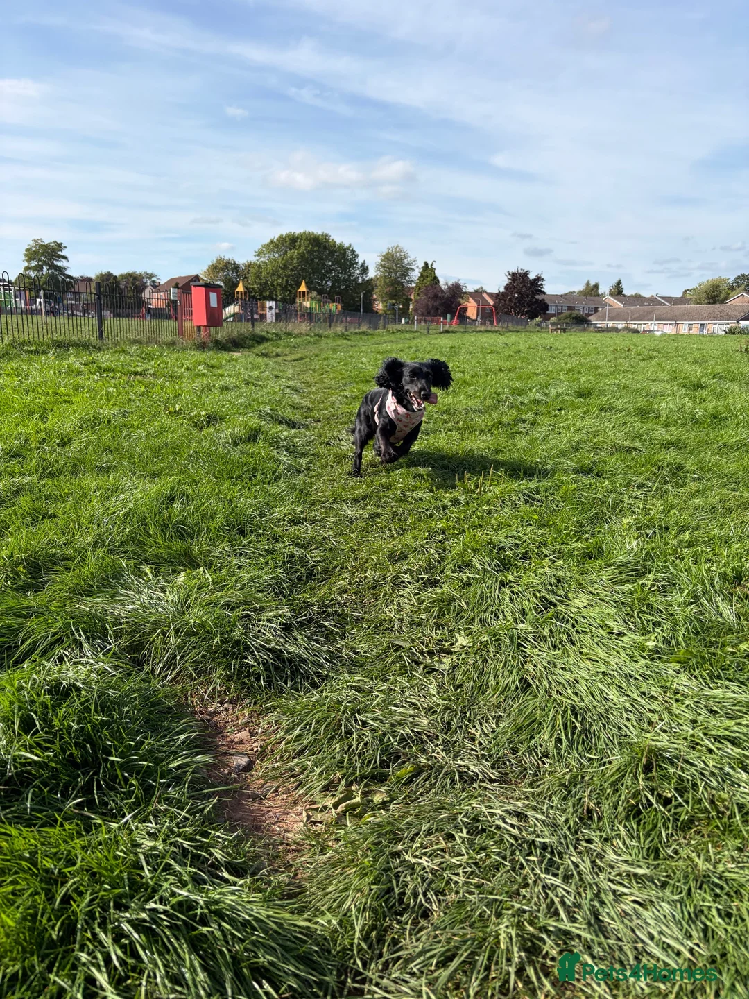 Cocker Spaniel dogs for sale: Rosie - Cocker Spaniel in Kidderminster - Advert 2