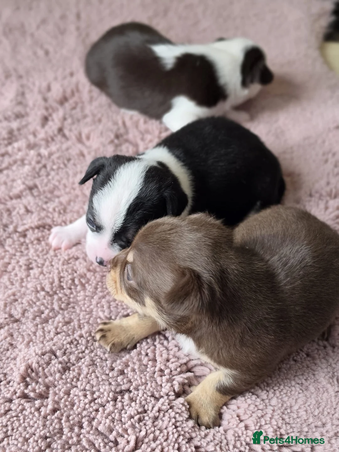 Chihuahua dogs for sale: 3 Chihuahua Puppy Boys - Advert 2