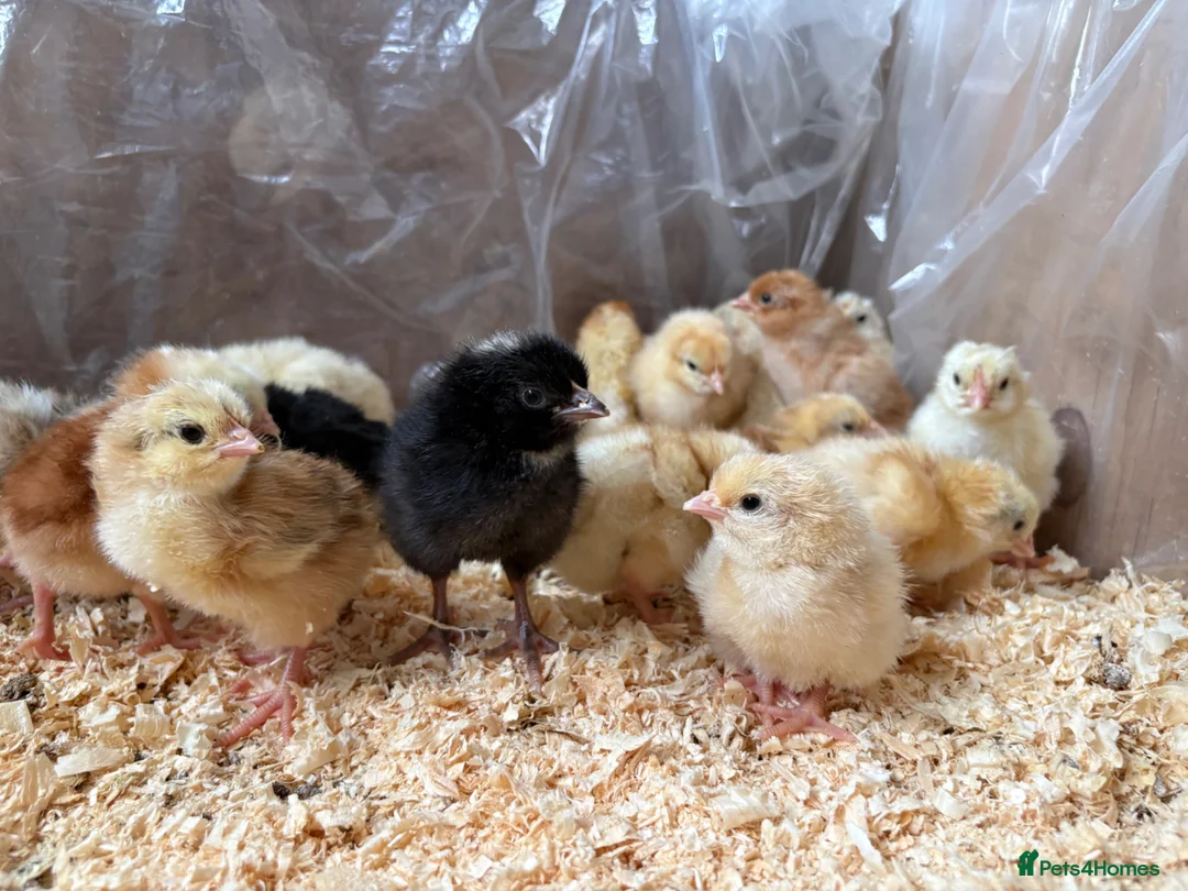 Chickens poultry for sale: 1 day old Chicks - Advert 2