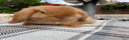 Mini Lop rabbits for sale: Mini lop baby buck  - Advert 3