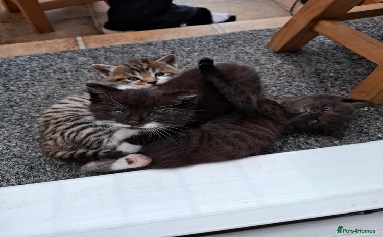 Mixed Breed cats for sale in Diss - Advert 3