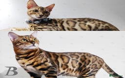 Bengal cats for stud: For Sale Amazing Stud Bengal Male TICA reg litters in Durham - Image 4