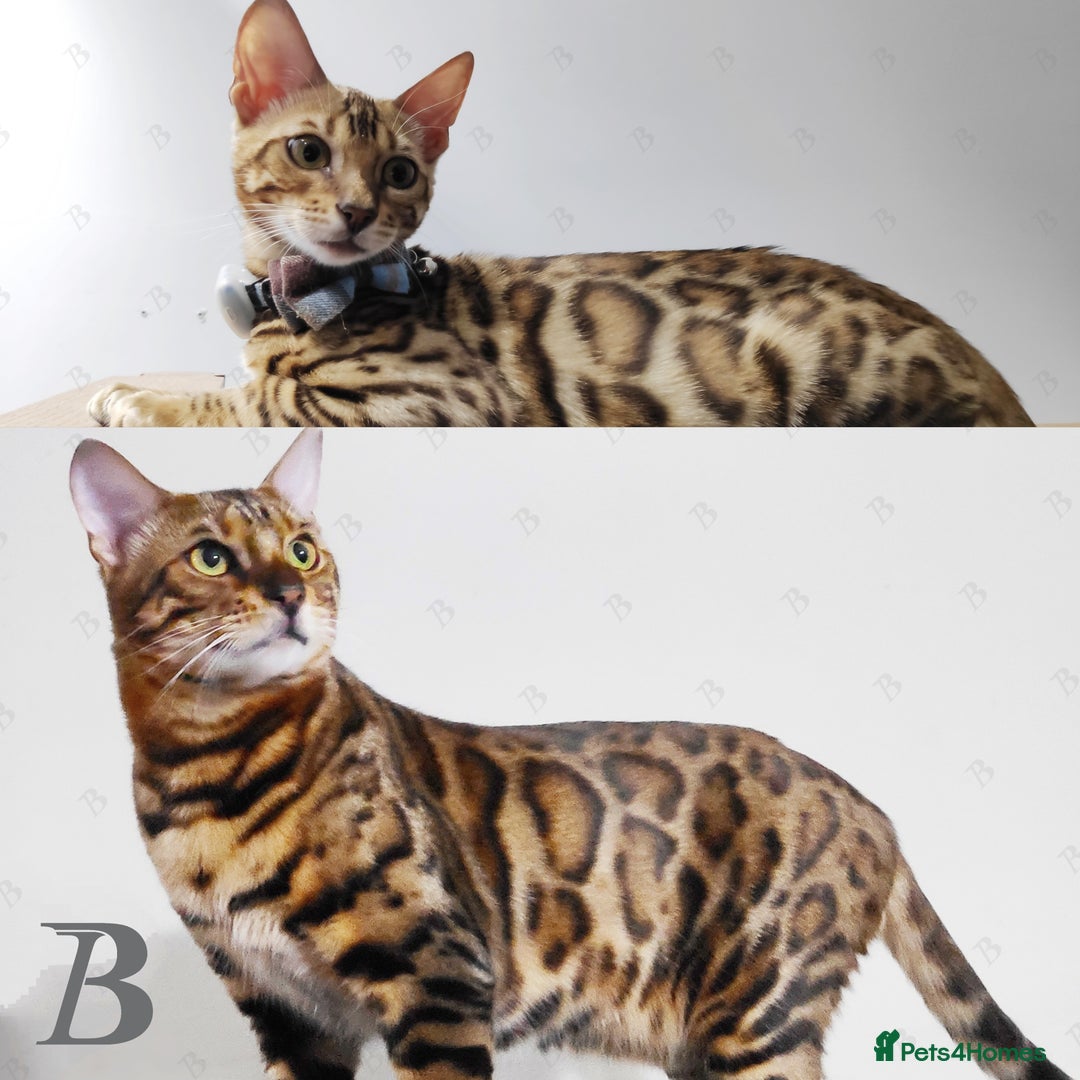 Bengal cats for stud: For Sale Amazing Stud Bengal Male TICA reg litters in Durham - Image 4