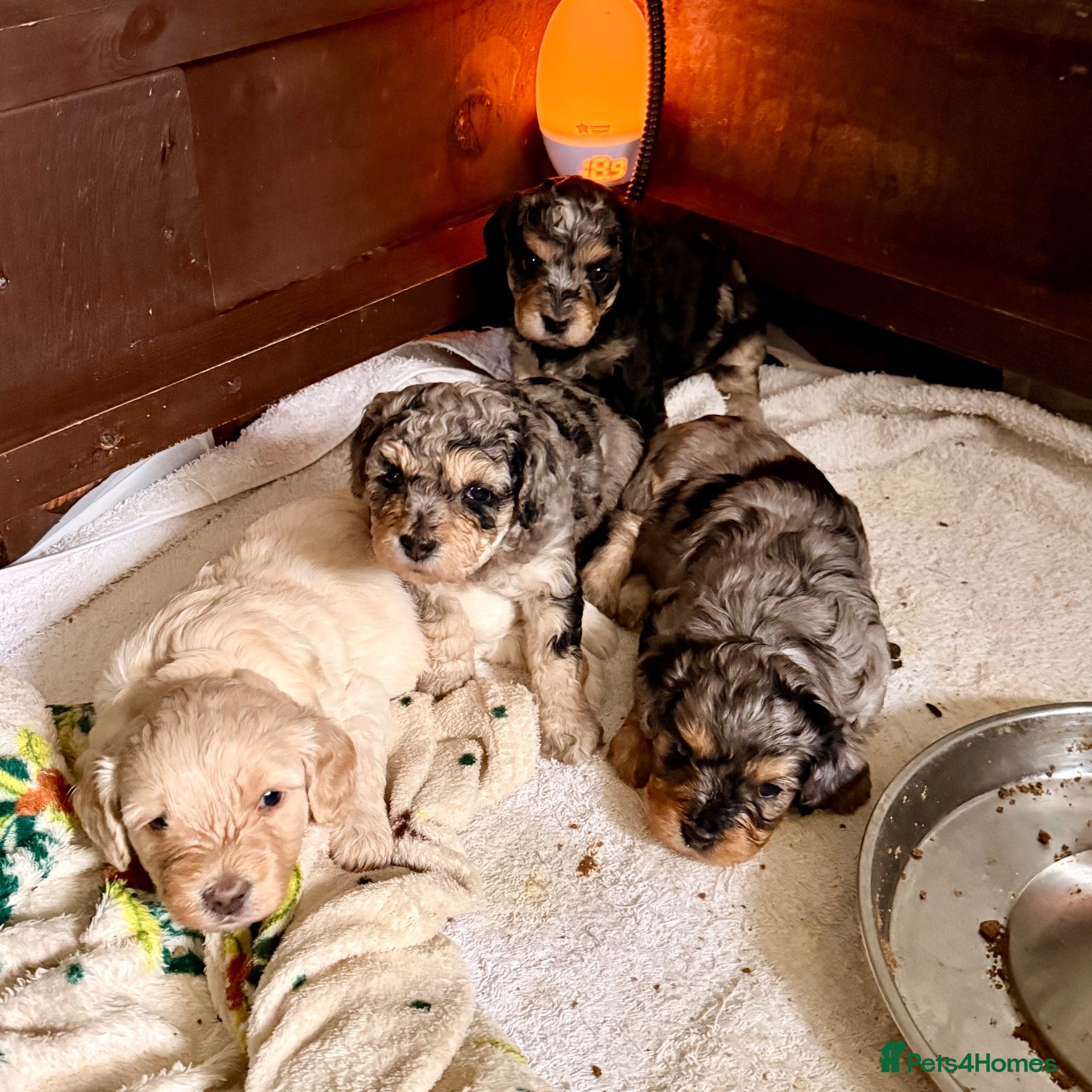 Cavapoochon dogs Merle Toy Cavapoochon’s ❤️🐾 - Advert 1