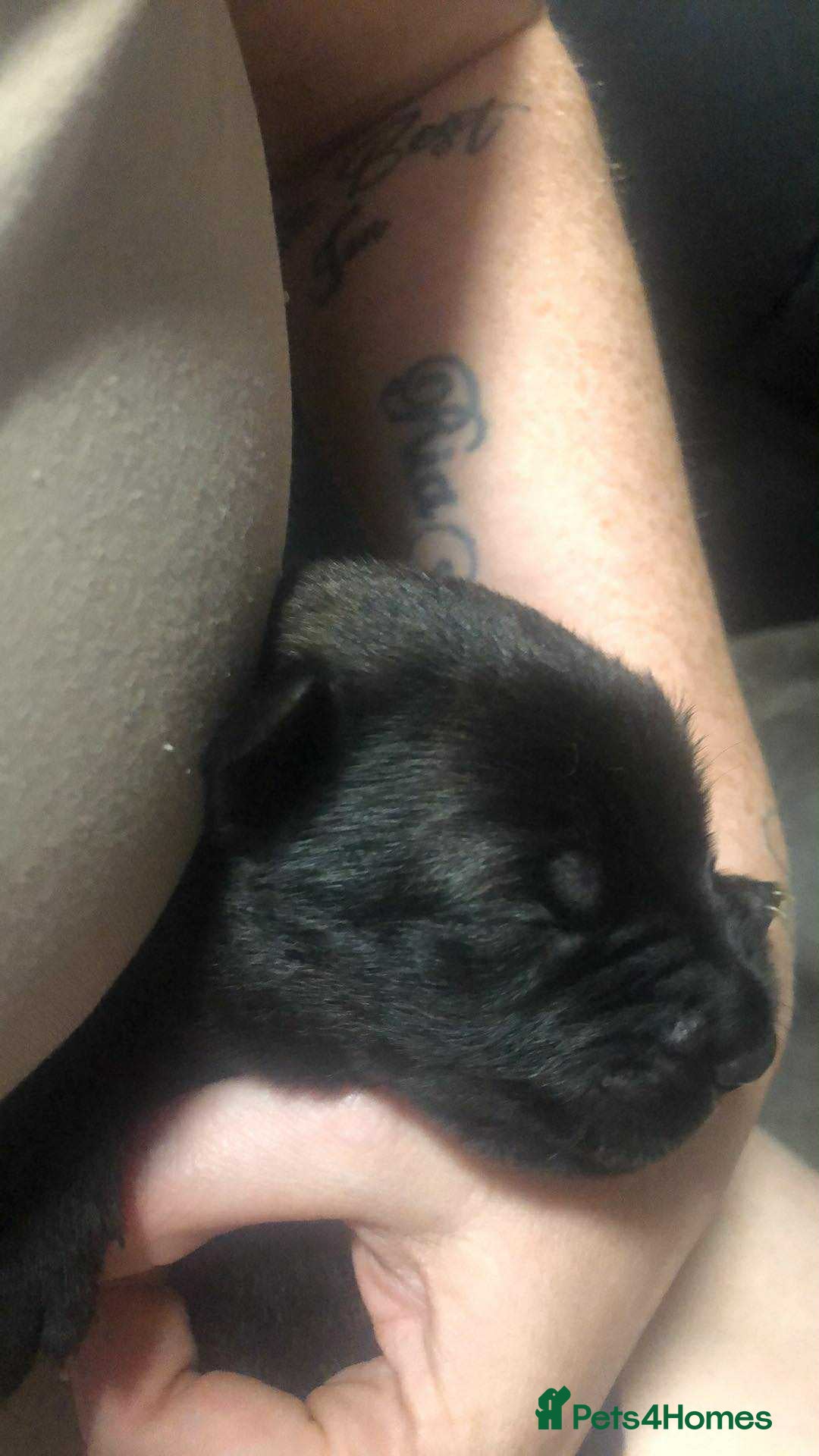 Mixed Breed dogs for sale: Cane corso cross German shepherd puppy’s  - Image 11
