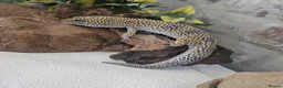 Leopard Gecko reptiles for sale: Leopard gecko and full enclosure - Advert 3