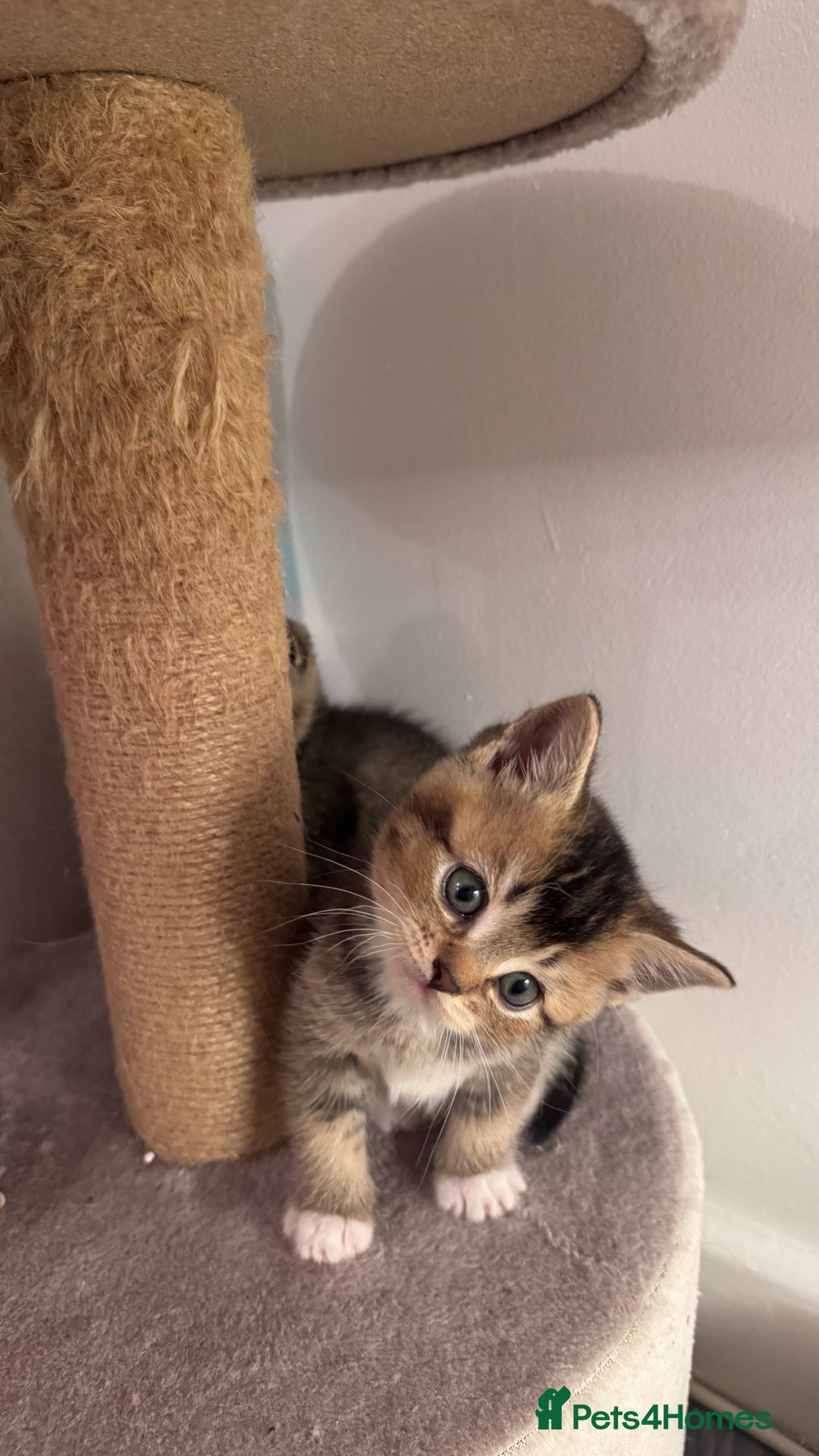 Scottish Fold cats for sale: Scottish fold X Scottish straight  - Advert 8