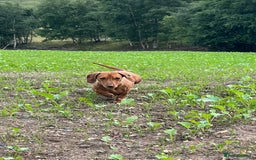 Miniature Dachshund dogs for sale: Dachshund puppies - Image 29