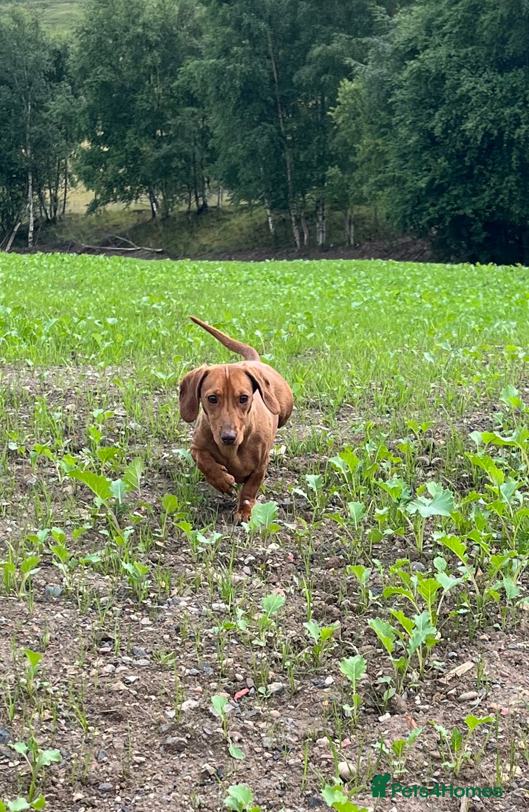 Miniature Dachshund dogs for sale: Dachshund puppies - Image 29