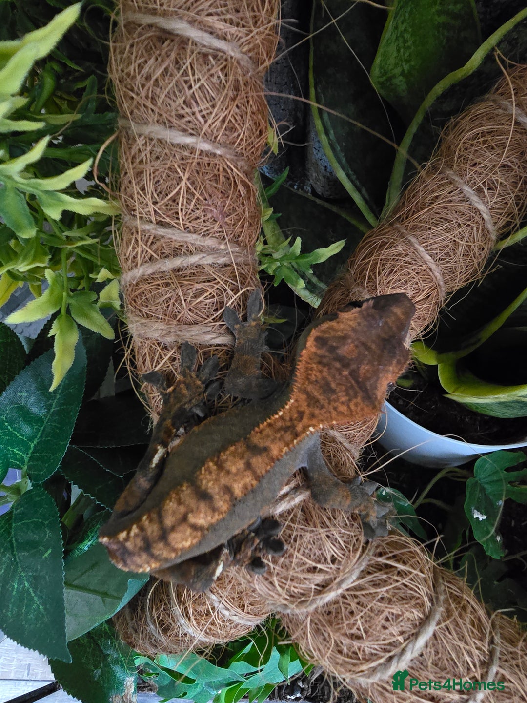 Gecko reptiles for sale: Crested Gecko and Tank  - Image 7