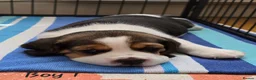 Beagle dogs for sale: Gorgeous KC reg puppies - Advert 20
