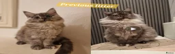 Maine Coon cats for sale: 3 maine coon kittens ready in Bury - Advert 26