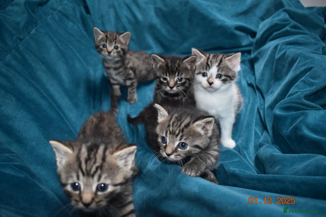 Mixed Breed cats for sale: 5 gorgeous kittens for reservation  - Advert 6