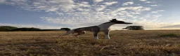Whippet dogs for stud: Whippet For Stud  in Yeovil - Advert 3
