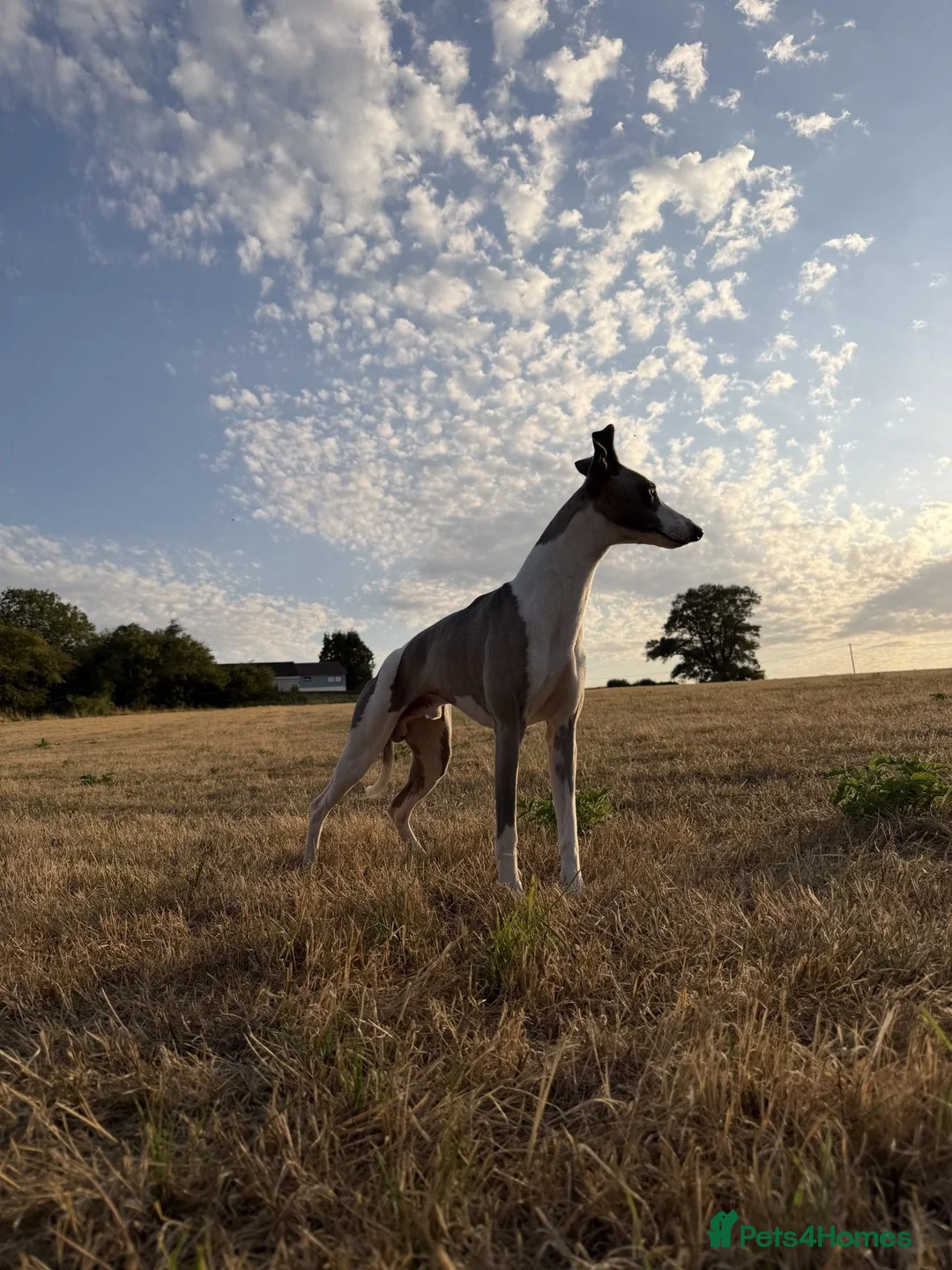 Whippet dogs for stud: Whippet For Stud  in Yeovil - Advert 3