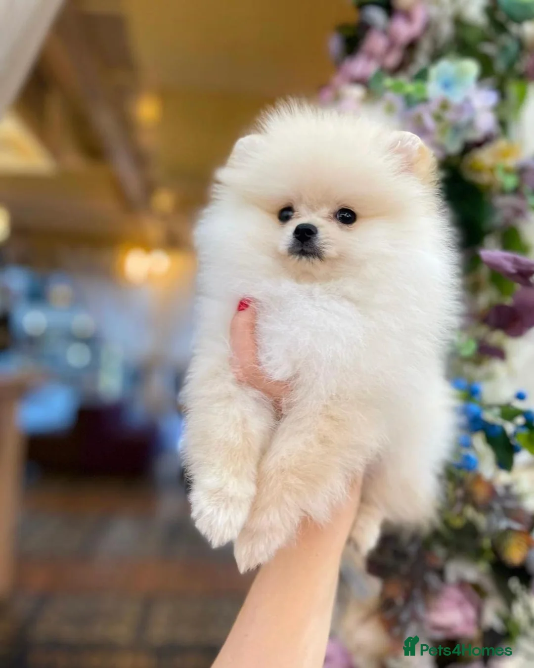Pomeranian dogs for sale: KC Registered Pomeranian  – Boy & Girl Available in Romford - Advert 2