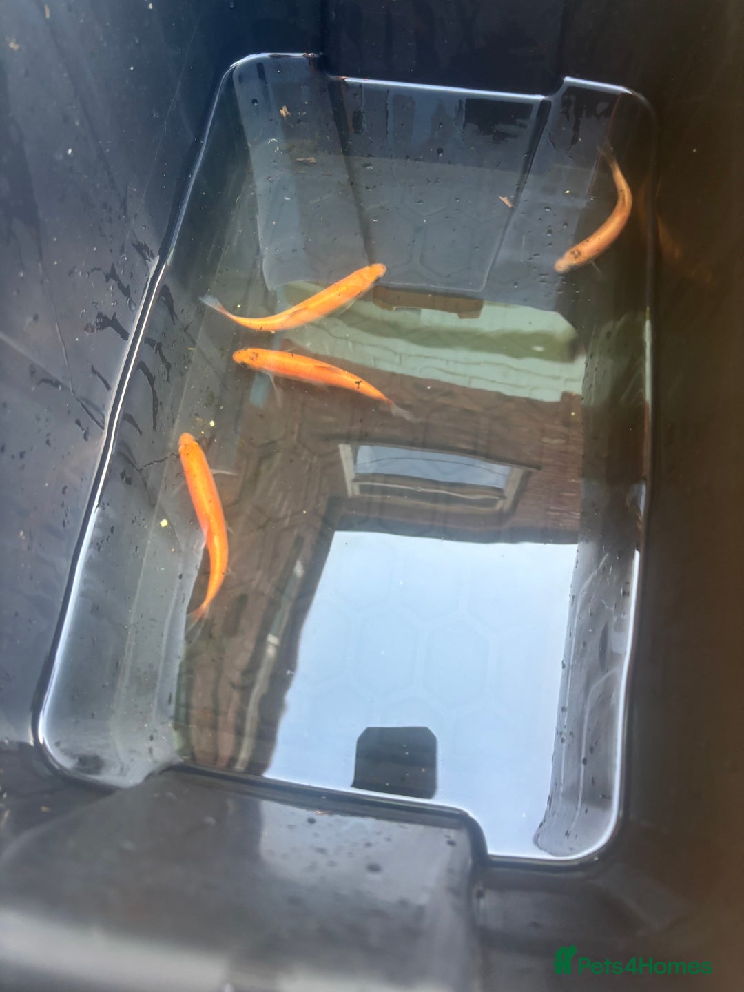 Koi Carp fish for sale: 5 koi and 4 golden orfes  - Image 3