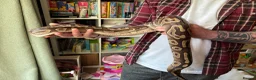 Python Snake reptiles for sale: Female Mojave Royal Python in Sittingbourne - Advert 34