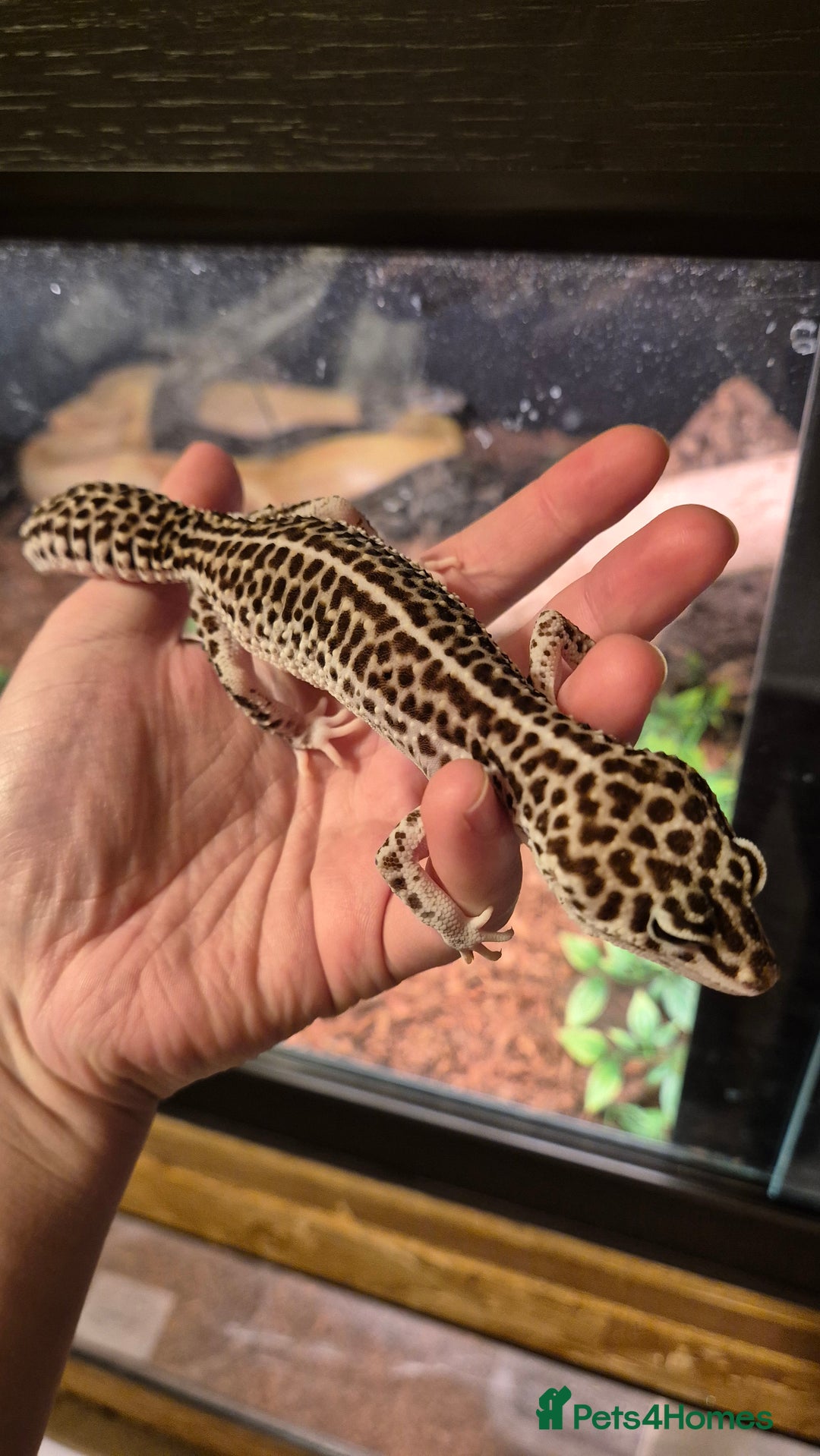 Leopard Gecko reptiles for sale: Breeding pair of super/ mack snow leopard geckos - Advert 3