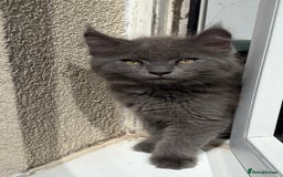 Mixed Breed cats for sale: Maine coon cross  - Image 11