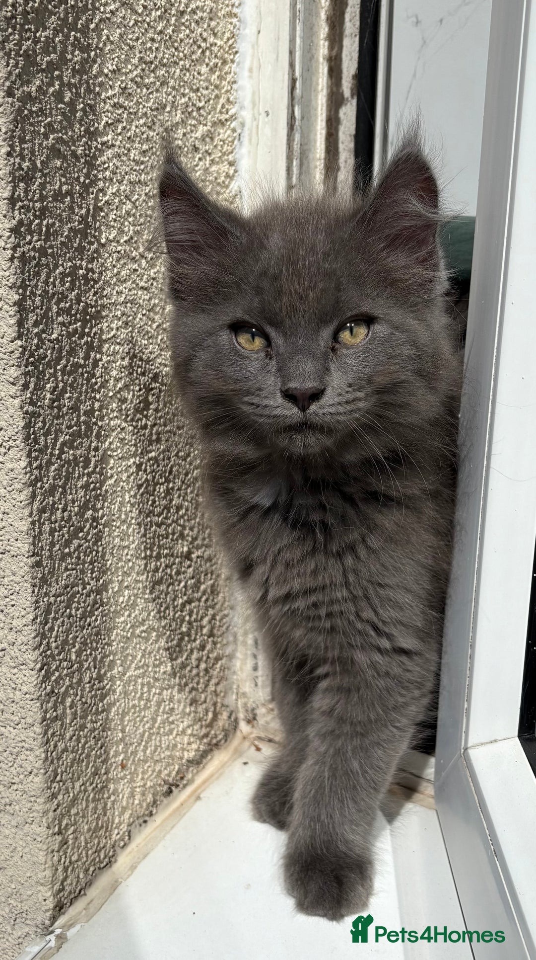 Mixed Breed cats for sale: Maine coon cross  - Image 11