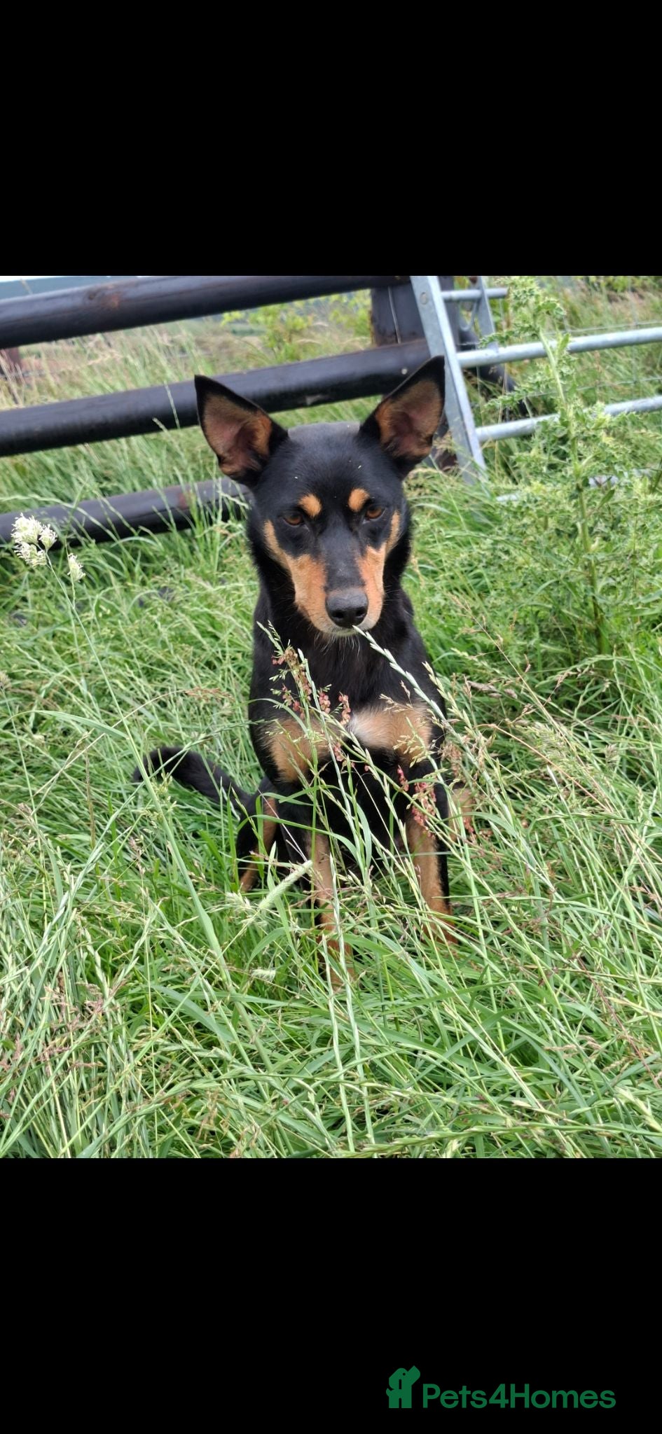 Australian Kelpie dogs Beautiful kelpie puppies for sale - Advert 4