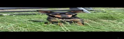 Australian Kelpie dogs for sale: Beautiful kelpie puppies for sale - Advert 1